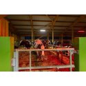 Светодиодный линейный светильник для животноводства Т-Линия v2.0 100 Вт — белый, 14 Вт — красный, 1500мм, 4000К Прозрачный
